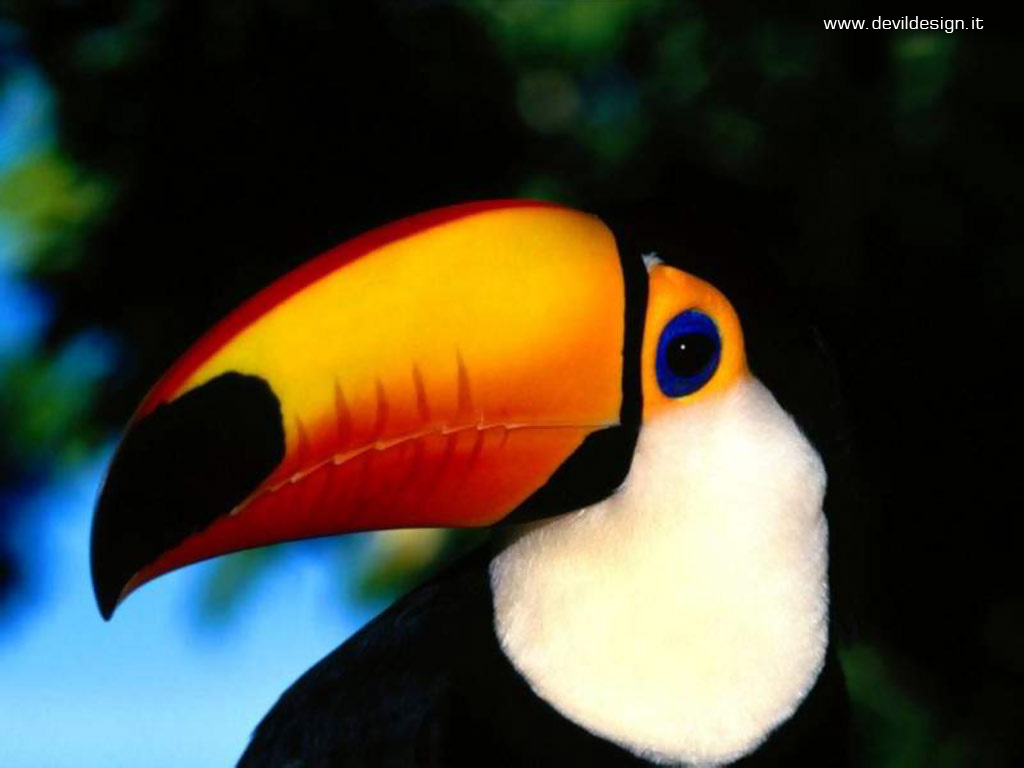 tucano1 copia